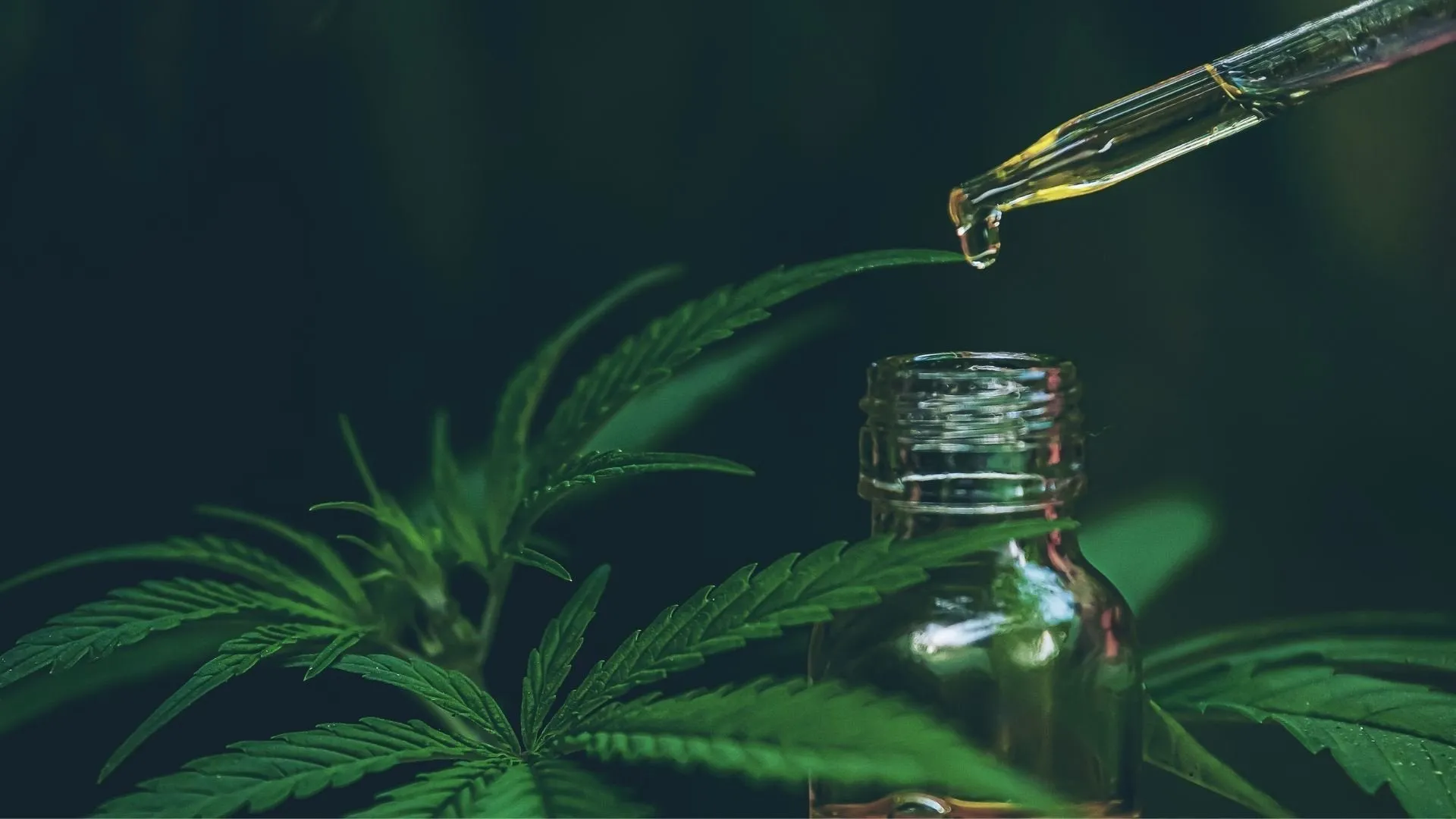 You are currently viewing Was ist CBD? Der vollständige Ratgeber